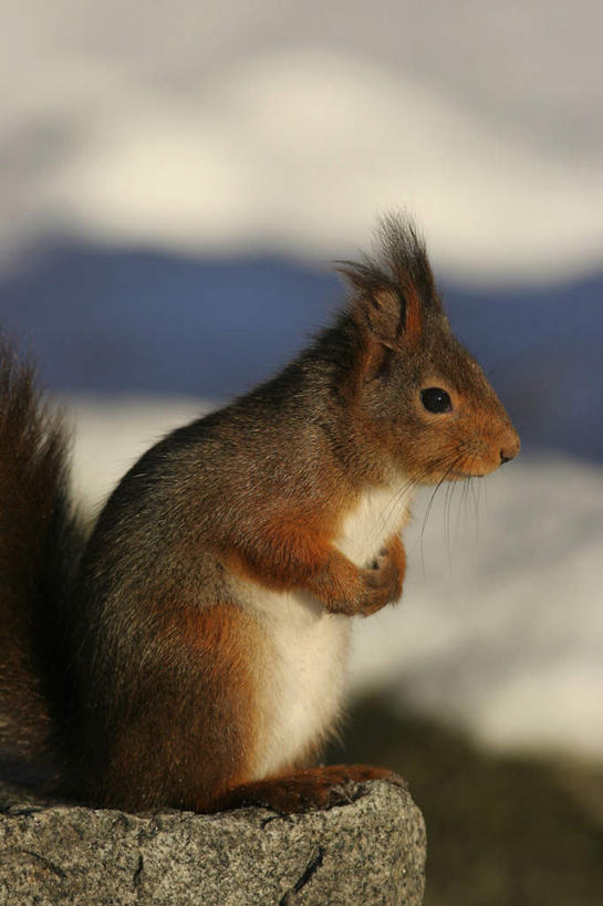 无人,站,竖图,室外,白天,侧面,旅游,度假,石头,美景,野生动物,朦胧,模糊,石子,景观,注视,娱乐,一只,自然,动物,松鼠,观察,看,站着,享受,休闲,景色,放松,可爱,活泼,观看,察看,关注,自然风光,红松鼠,石块,岩石,站立,半身,彩图