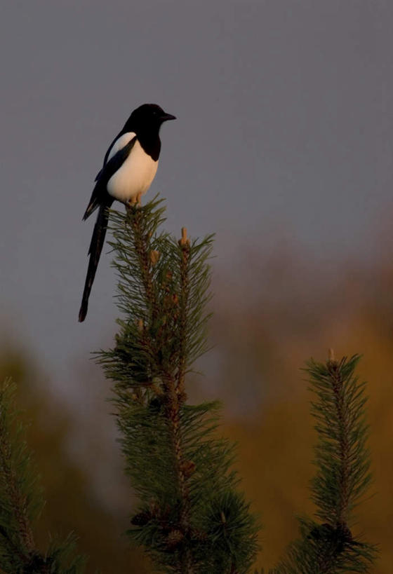 无人,站,竖图,室外,白天,正面,旅游,度假,美景,植物,鸟,朦胧,模糊,鸟类,景观,枝条,扭头,注视,娱乐,树,树木,树枝,一只,自然,观察,看,站着,转头,享受,休闲,景色,放松,栖息,观看,居住,察看,关注,自然风光,虬枝,枝杈,栖身,站立,彩图
