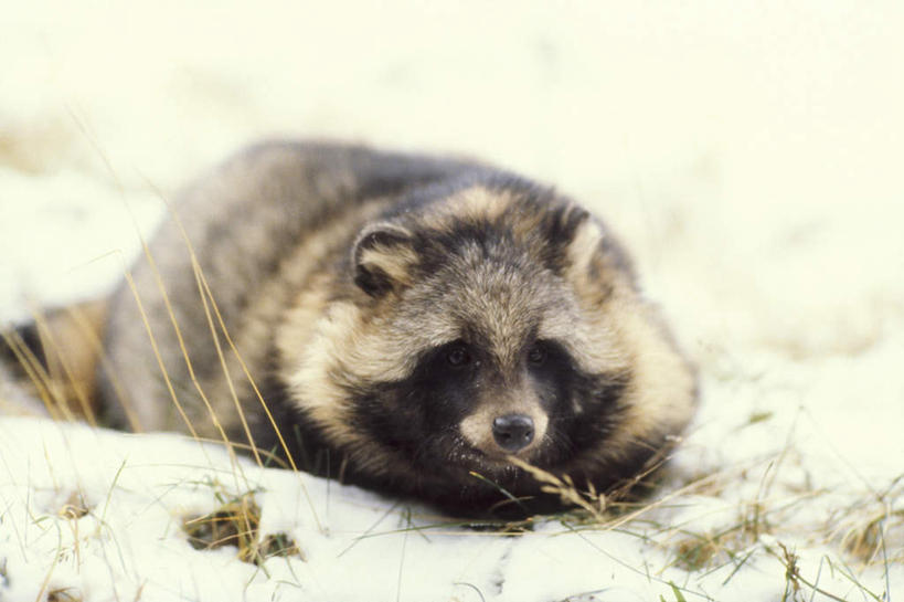 无人,横图,室外,白天,正面,旅游,度假,美景,雪,大雪,狼,野生动物,一堆,阴影,堆叠,堆积,朦胧,模糊,光线,影子,积雪,景观,雪景,冬季,冬天,注视,娱乐,一只,阳光,自然,动物,观察,看,趴着,享受,休闲,景色,放松,寒冷,幼崽,观看,堆,察看,关注,自然风光,凶猛,严寒,残暴,凶残,灰狼,趴,彩图,全身,犬科动物