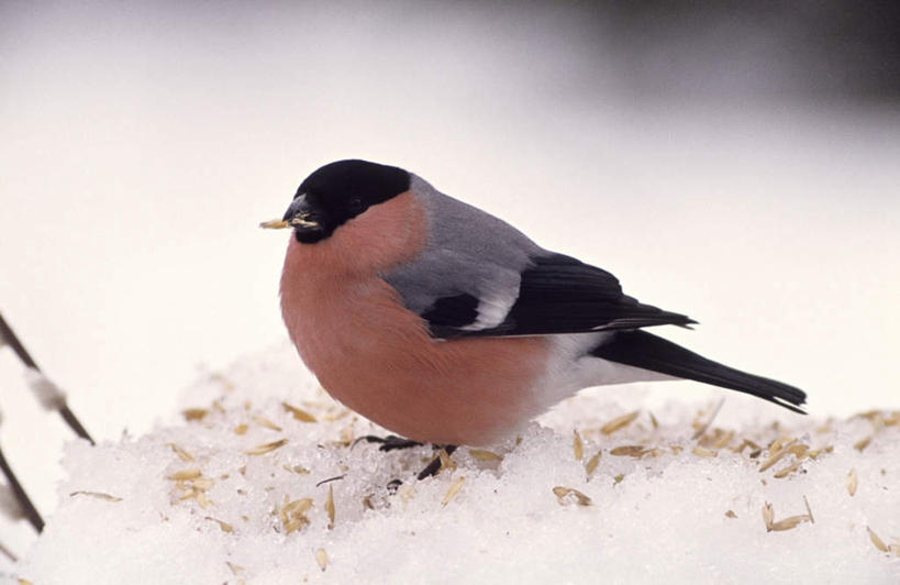 无人,站,横图,室外,特写,白天,侧面,旅游,度假,美景,雪,大雪,鸟,一堆,阴影,堆叠,堆积,朦胧,模糊,光线,鸟类,影子,积雪,景观,雪景,冬季,冬天,注视,娱乐,一只,阳光,自然,观察,看,站着,享受,休闲,景色,放松,寒冷,观看,堆,察看,关注,自然风光,严寒,松雀,站立,彩图,全身