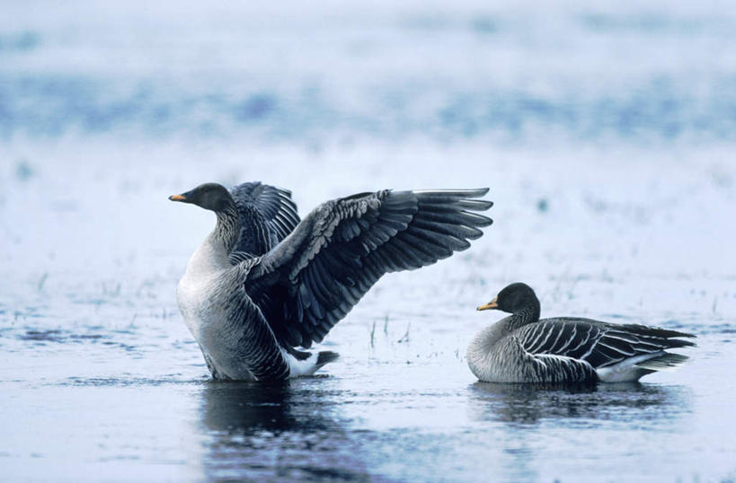 游泳,无人,横图,室外,白天,侧面,旅游,度假,河流,美景,水,鹅,鸟,伸展,张开,起飞,展翅,阴影,波纹,朦胧,模糊,光线,翅膀,鸟类,水鸟,影子,河水,景观,水流,注视,娱乐,水纹,阳光,自然,波浪,观察,看,两只,享受,休闲,景色,放松,观看,察看,关注,自然风光,加拿大鹅,张开翅膀,腾飞,展开翅膀,彩图,全身