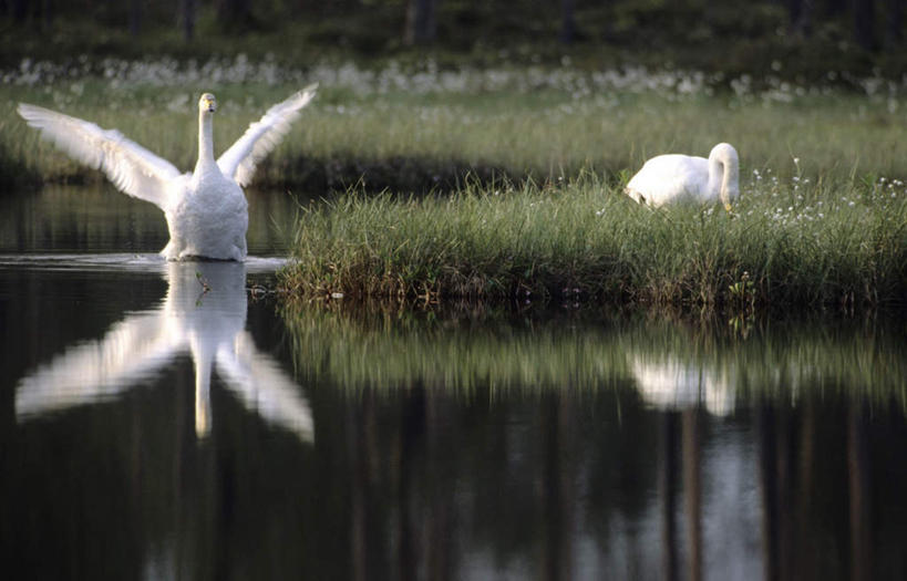 无人,站,横图,室外,白天,正面,旅游,度假,草地,草原,湖,湖泊,美景,水,植物,鸟,野生动物,天鹅,伸展,张开,起飞,展翅,波纹,朦胧,模糊,翅膀,鸟类,湖面,景观,旷野,水流,水面,注视,娱乐,草,绿色,白色,倒影,水纹,自然,动物,波浪,湖水,观察,看,站着,两只,享受,休闲,景色,放松,可爱,观看,察看,倒映,关注,自然风光,原野,张开翅膀,腾飞,反照,展开翅膀,鹄,站立,彩图,全身