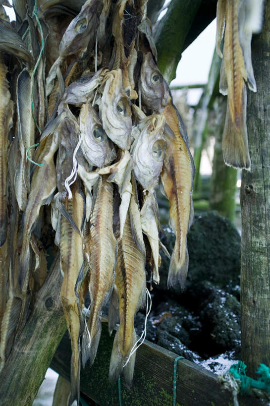 海鲜,无人,竖图,室外,特写,白天,正面,许多,吊挂,晾晒,悬挂,鱼,很多,晒干,挂,水产,鱼类,海洋生物,死亡,水生动物,海产品,水生物,海底动物,殒命,灭亡,彩图