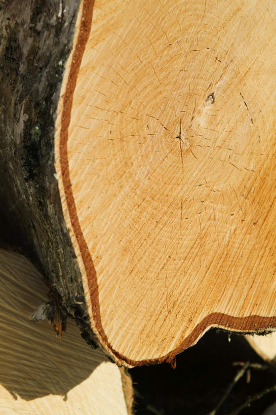 无人,竖图,室外,特写,白天,正面,阴影,光线,木制,影子,树桩,夏季,树,树干,阳光,木制品,夏日,夏天,木桩,运输,砍伐,输送,开发,圆木,运送,横截面,炎天,彩图