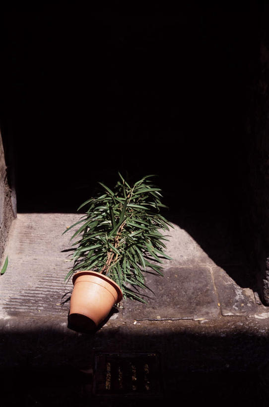 无人,竖图,俯视,室内,白天,植物,叶子,阴影,黑色背景,光线,盆栽,影子,灯光,绿叶,盆景,绿色,嫩叶,摄影,影棚,生长,成长,一盆,叶,叶片,彩图,高角度拍摄,影棚拍摄,拍摄