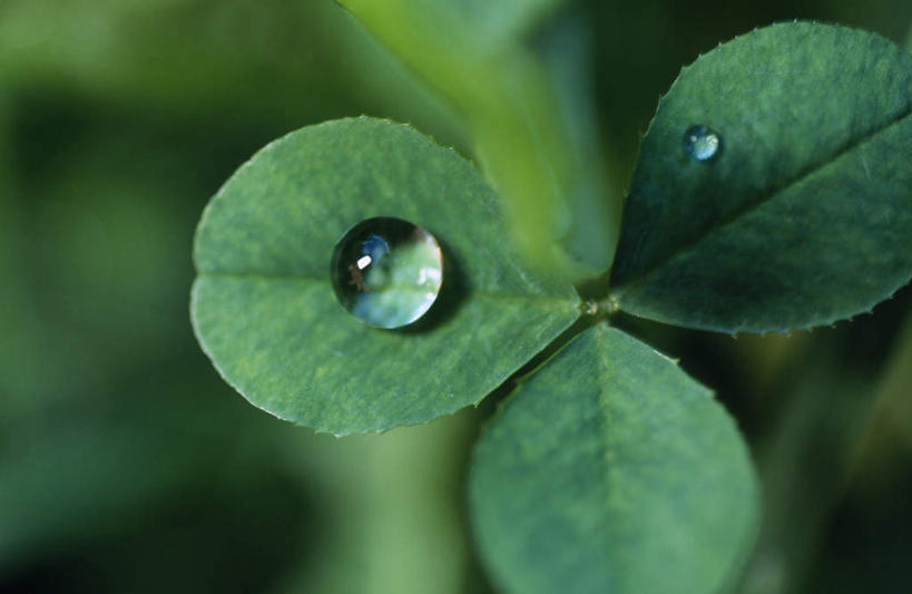 无人,横图,俯视,室外,特写,白天,爱情,旅游,度假,自由,幸福,美景,水,植物,露水,阴影,朦胧,模糊,透明,光线,液体,影子,景观,水滴,三叶草,两滴,娱乐,水珠,绿色,阳光,自然,露珠,享受,休闲,景色,放松,生长,成长,生机,希望,剔透,自然风光,和平,车轴草,苜蓿,统一,灵动,通明,团结,彩图,高角度拍摄,晶莹