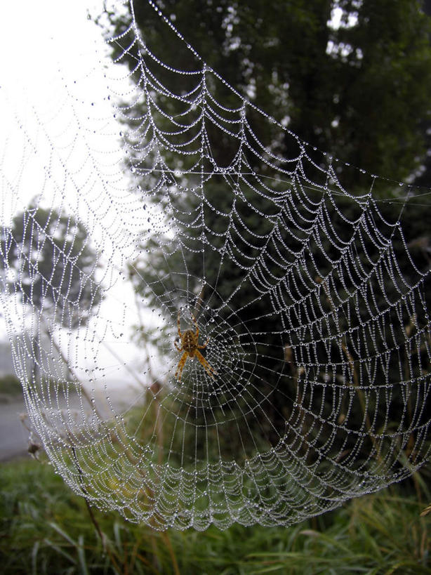 无人,农田,农场,竖图,室外,白天,正面,旅游,度假,畜牧业,牧场,庄稼,农作物,草地,草坪,美景,植物,雾,阴影,朦胧,模糊,围绕,光线,昆虫,蜘蛛,蜘蛛网,网,影子,景观,夏季,娱乐,草,一只,蓝色,绿色,蓝天,天空,阳光,自然,动物,天,夏日,夏天,享受,休闲,景色,放松,缭绕,生长,晴朗,成长,迷雾,八脚螅,自然风光,节肢动物,益虫,旋绕,畜牧,万里无云,牧业,蛛网,萦绕,炎天,波丝,回绕,幽灵蛛,捕杀,猎取,大雾,晴空,晴空万里,彩图,全身,耕地,庄稼田