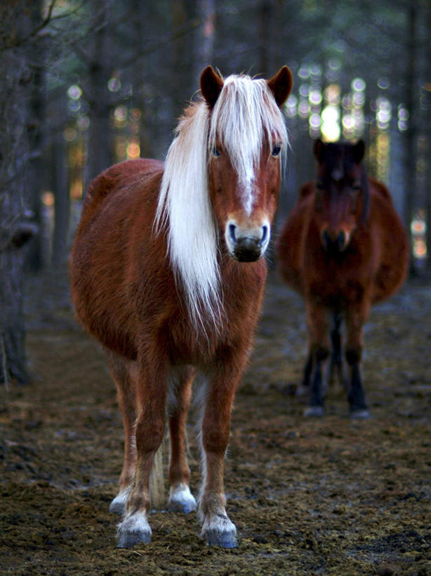 无人,站,竖图,室外,白天,正面,草地,草坪,美景,森林,树林,植物,马,野生动物,阴影,高耸,平静,光线,影子,景观,褐色,注视,草,树,树木,绿色,阳光,自然,动物,观察,看,站着,景色,安静,茂密,运输,牲畜,茂盛,生长,成长,观看,宁静,察看,两匹,关注,静谧,自然风光,沉静,恬静,安祥,僻静,清静,太平,挺拔,站立,彩图,全身