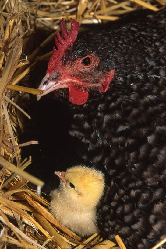 无人,家庭,坐,竖图,俯视,室外,特写,白天,美景,植物,鸡,羽毛,阴影,枯萎,轻盈,柔软,平静,光线,影子,景观,枯草,家禽,维护,草,黄色,阳光,自然,动物,两只,温暖,温馨,一家人,景色,安静,毛茸茸,栖息,牲畜,保护,宁静,和睦,守护,静谧,自然风光,轻柔,庇护,沉静,恬静,安祥,僻静,清静,太平,护卫,掩护,珍爱,回护,栖身,坐着,半身,彩图,高角度拍摄,融洽