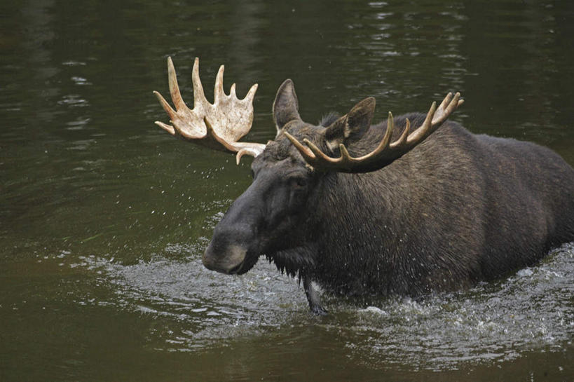 无人,走,横图,俯视,室外,白天,河流,美景,水,哺乳动物,鹿,野生动物,阴影,波纹,平静,光线,影子,河水,景观,水流,一只,水纹,阳光,自然,动物,波浪,景色,安静,可爱,活泼,宁静,静谧,自然风光,驼鹿,鹿角,沉静,恬静,安祥,僻静,清静,太平,罕达犴,堪达犴,步行,走路,半身,彩图,高角度拍摄