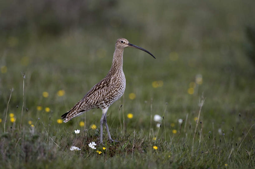 无人,站,横图,室外,白天,侧面,草地,草坪,美景,植物,鸟,羽毛,阴影,轻盈,柔软,平静,盛开,光线,鸟类,影子,景观,花蕾,注视,草,花,花瓣,花朵,鲜花,一只,黄色,绿色,阳光,自然,花苞,花蕊,观察,看,站着,景色,安静,栖息,观看,宁静,察看,关注,静谧,自然风光,轻柔,沉静,恬静,安祥,僻静,清静,太平,矶鹞,鹬,栖身,站立,彩图,全身