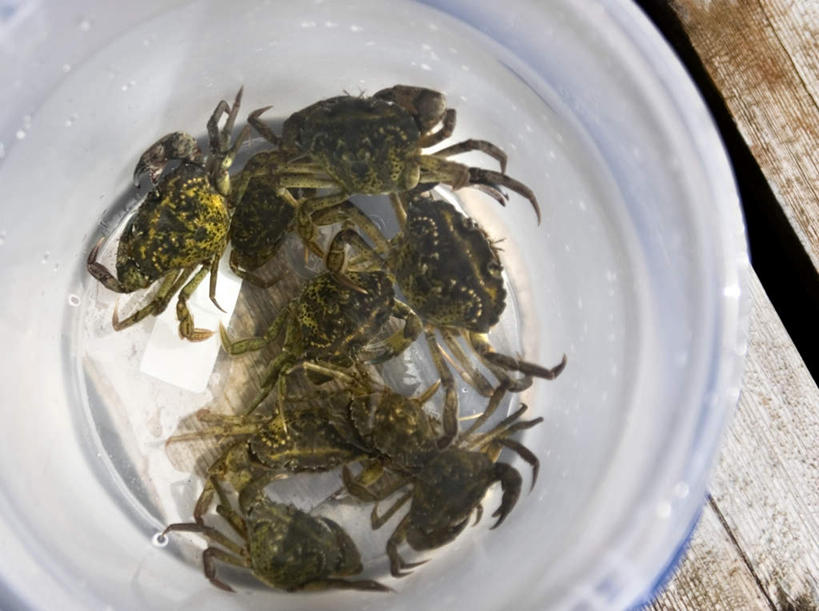 蟹,无人,横图,俯视,室外,特写,白天,水,桌面,桌子,许多,阴影,光线,木制,螃蟹,水桶,桶,液体,影子,水滴,很多,注视,阳光,木制品,容器,观察,看,爬,观看,储藏,察看,储存,关注,彩图,高角度拍摄,全身,贮存