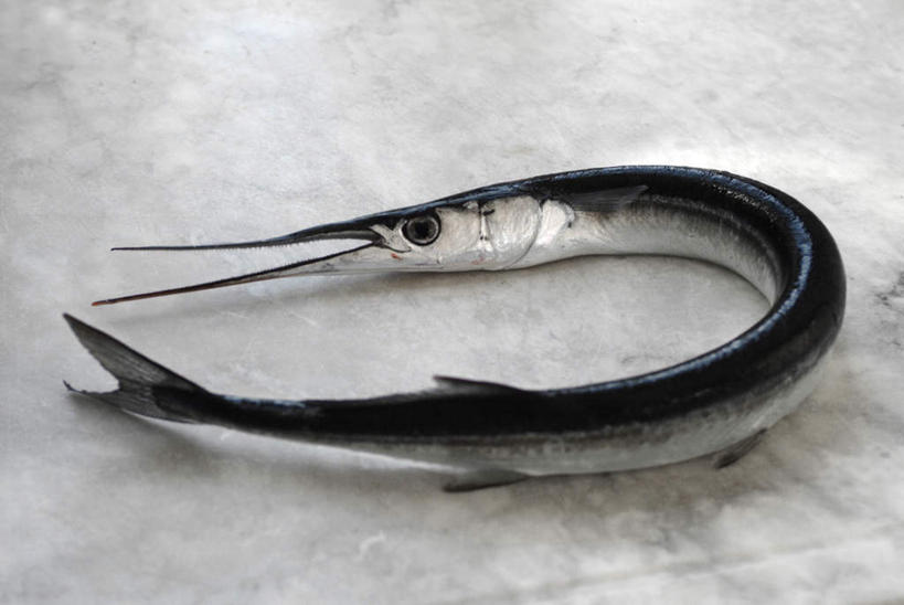 无人,横图,俯视,室内,白天,一条,鲣鱼,摄影,影棚,小金枪鱼,炸弹鱼,柴鱼,鲣节,彩图,高角度拍摄,全身,影棚拍摄,拍摄