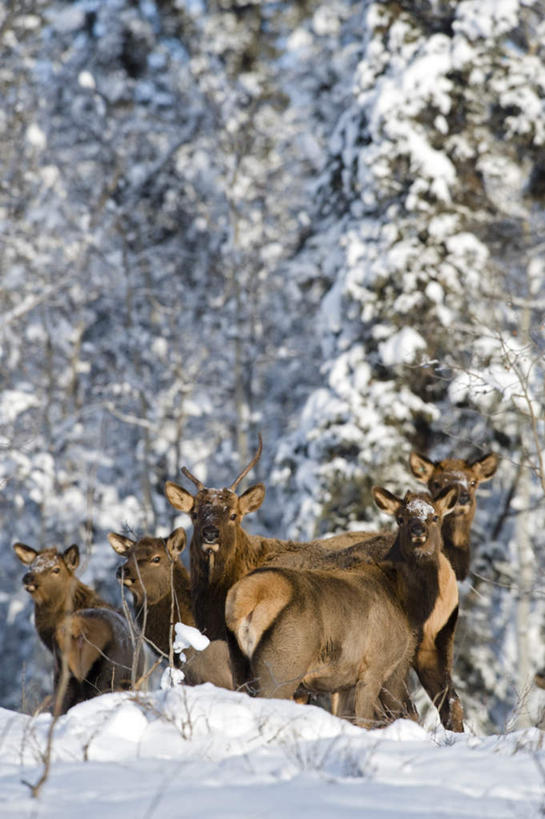 无人,站,竖图,室外,白天,正面,旅游,度假,美景,树林,雪,植物,大雪,哺乳动物,鹿,野生动物,加拿大,许多,积雪,景观,雪景,冬季,冬天,注视,娱乐,树,树木,绿色,自然,动物,观察,看,站着,享受,休闲,景色,放松,寒冷,可爱,活泼,生长,成长,观看,察看,北美,北美洲,关注,自然风光,美洲,首府,北亚美利加洲,亚美利加洲,严寒,八叉鹿,赤鹿,红鹿,黄臀赤鹿,育空,育空地区,白马市,怀特霍斯,马鹿,站立,彩图,全身