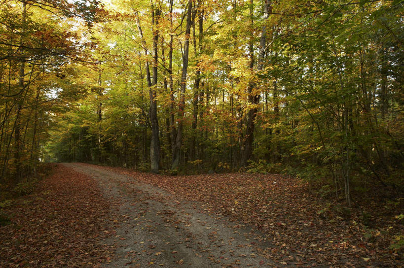 无人,横图,室外,白天,正面,旅游,度假,草地,草坪,美景,植物,道路,路,叶子,加拿大,阴影,光线,影子,景观,小路,枯叶,落叶,交通,娱乐,草,树,树木,绿色,阳光,自然,享受,休闲,景色,放松,生长,成长,北美,北美洲,自然风光,美洲,北亚美利加洲,亚美利加洲,安大略省,安省,叶,叶片,彩图