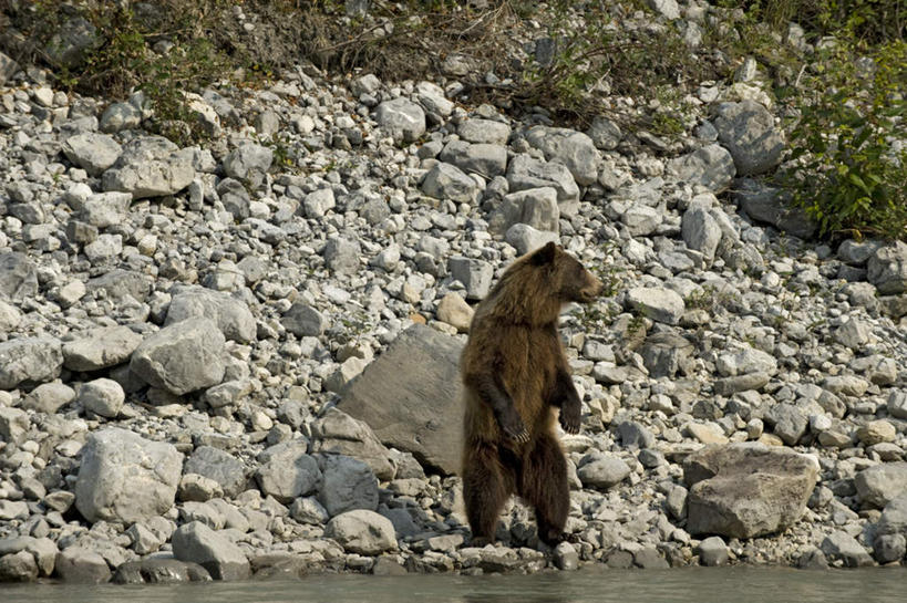 无人,站,横图,室外,白天,正面,旅游,度假,草地,草坪,河流,礁石,石头,美景,水,植物,野生动物,熊,加拿大,一堆,阴影,堆叠,堆积,光线,石子,影子,河水,景观,水流,注视,娱乐,草,一只,绿色,阳光,自然,动物,观察,看,站着,享受,休闲,景色,放松,观看,堆,察看,北美,北美洲,关注,自然风光,美洲,凶猛,北亚美利加洲,亚美利加洲,西北地区,残暴,凶残,礁,石块,岩石,棕熊,马熊,站立,彩图,全身