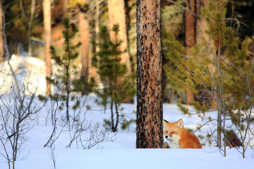 无人,站,横图,室外,白天,正面,旅游,度假,美景,树林,雪,植物,大雪,狐狸,野生动物,加拿大,阴影,朦胧,模糊,光线,影子,积雪,景观,雪景,冬季,冬天,注视,娱乐,树,树木,一只,绿色,阳光,自然,动物,观察,看,站着,享受,休闲,景色,放松,寒冷,生长,成长,观看,察看,北美,北美洲,关注,自然风光,美洲,狡猾,北亚美利加洲,亚美利加洲,严寒,狡诈,育空,育空地区,站立,彩图,全身