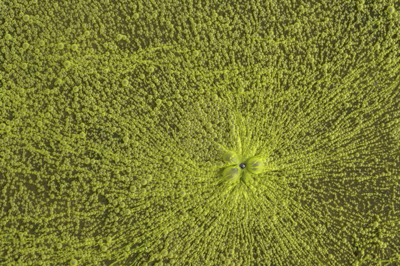 无人,横图,室外,特写,白天,正面,美景,阴影,新鲜,平静,光线,细菌,影子,池塘,景观,水池,绿色,阳光,自然,生物,景色,安静,青春,宁静,生命,静谧,自然风光,泥泞,和平,安详,沉静,恬静,安祥,僻静,清静,太平,冷色,彩图