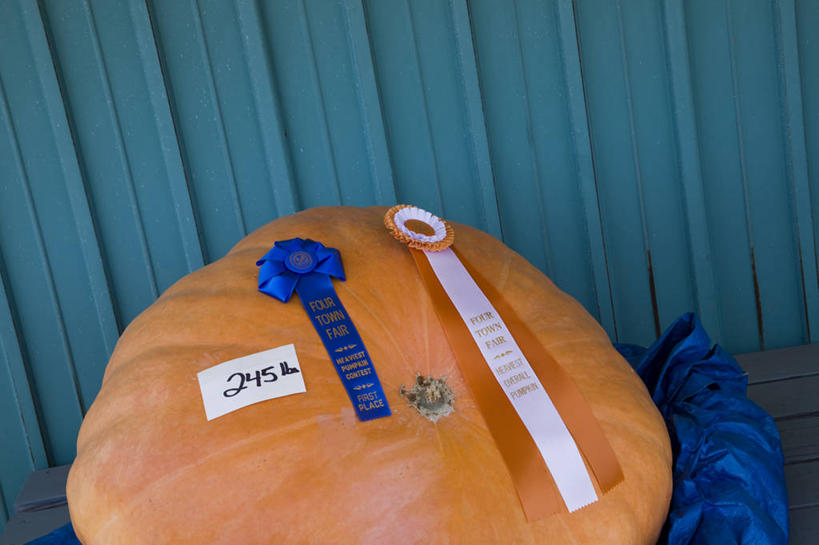 无人,横图,俯视,室外,白天,成功,胜利,南瓜,蔬菜,礼物,阴影,新鲜,光线,标志,数字,文字,影子,字符,金瓜,食品,标识,番瓜,食物,黄色,阳光,光彩,阿拉伯数字,有机食品,绿色食品,巨大,庞大,麦瓜,倭瓜,奖牌,奖章,荣誉,奖品,胸章,荣耀,宏大,硕大,伟大,光荣,彩图,高角度拍摄