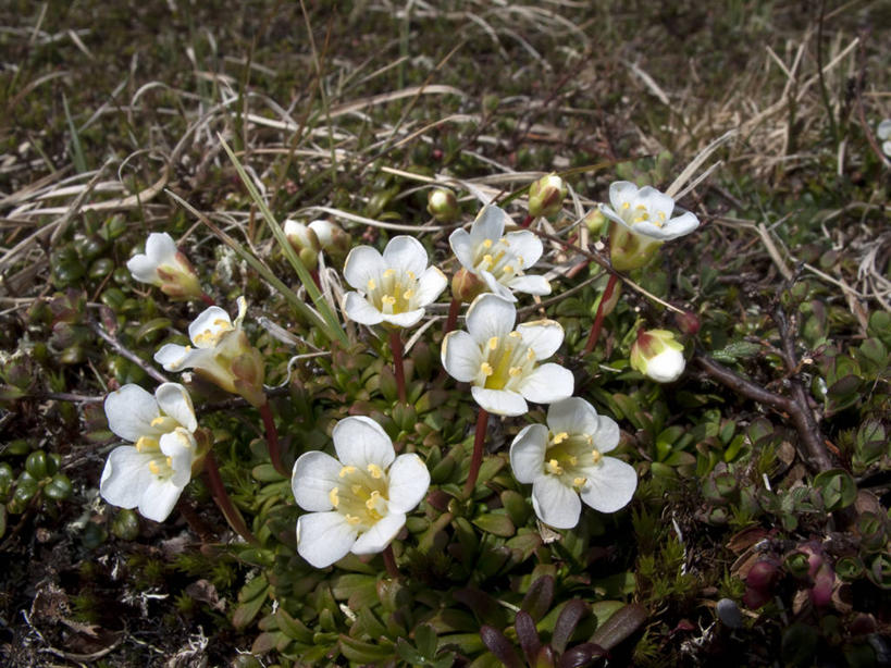 无人,横图,俯视,室外,白天,植物,加拿大,阴影,盛开,光线,影子,花蕾,花,花瓣,花朵,鲜花,绿色,白色,阳光,自然,春季,春天,花苞,花蕊,生长,成长,生机,北美,北美洲,生命,美洲,北亚美利加洲,亚美利加洲,春日,魁北克省,彩图,高角度拍摄