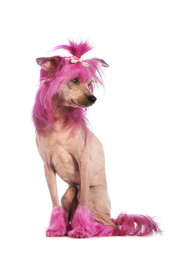 无人,站,竖图,室内,白天,白色背景,正面,宠物,狗,阴影,鲜艳,光线,影子,灯光,粉红,美丽,注视,漂亮,一只,动物,观察,看,站着,可爱,摄影,影棚,观看,察看,毛发,优美,关注,摩登,艳丽,忠诚,斑斓,标致,瑰丽,娇艳,锦绣,娟秀,俊丽,奇丽,俏丽,时兴,秀丽,犬,站立,彩图,全身,影棚拍摄,拍摄,中国冠毛犬