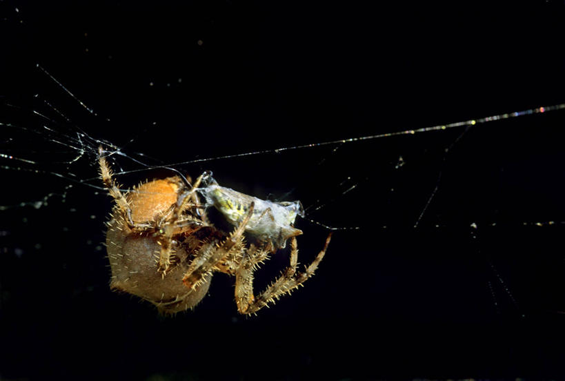 无人,攀登,横图,室内,特写,白天,正面,阴影,黑色背景,光线,昆虫,蜘蛛,蜘蛛网,网,影子,墙,注视,墙壁,墙面,一只,阳光,动物,观察,看,爬,摄影,影棚,观看,厌恶,察看,八脚螅,关注,节肢动物,益虫,蛛网,波丝,讨厌,幽灵蛛,捕杀,猎取,攀爬,彩图,全身,影棚拍摄,拍摄