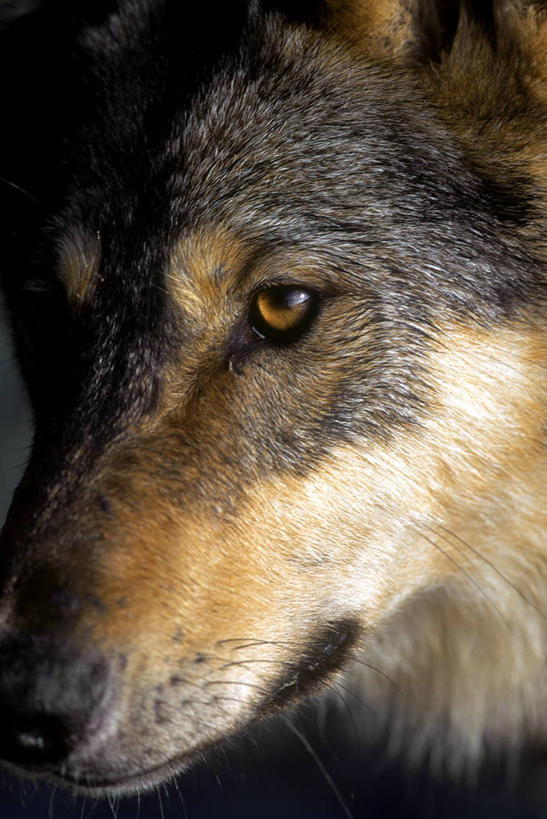 脸,头,脸颊,无人,站,竖图,室外,特写,白天,正面,狼,野生动物,阴影,光线,影子,注视,一只,阳光,动物,观察,看,站着,观看,察看,关注,凶猛,残暴,凶残,头部,脸部,脸蛋,面部,灰狼,站立,半身,彩图,犬科动物