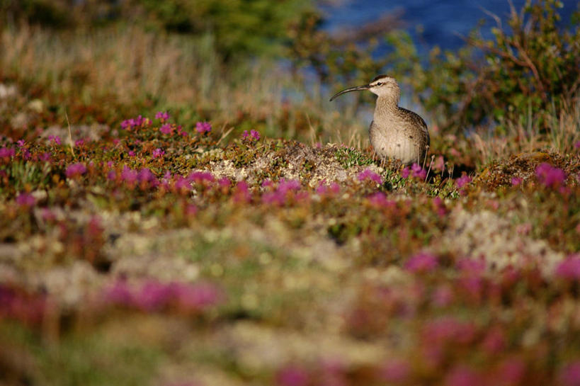 无人,站,横图,俯视,室外,白天,草地,草原,草坪,河流,日落,水,植物,鸟,阴影,枯萎,朦胧,模糊,光线,鸟类,影子,河水,荒野,旷野,水流,晚霞,霞光,落日,热带,扭头,注视,草,一只,阳光,黄昏,观察,看,站着,转头,彩霞,观看,死亡,察看,关注,原野,荒原,黑尾塍鹬,黑尾鹬,鹬,夕照,枯败,夕阳,站立,彩图,高角度拍摄,全身,斜阳