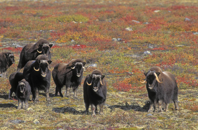无人,站,走,横图,俯视,室外,白天,旅游,度假,草地,草坪,美景,植物,牛,野生动物,加拿大,一群,许多,阴影,朦胧,模糊,光线,影子,景观,很多,扭头,注视,娱乐,草,绿色,阳光,自然,动物,观察,看,站着,转头,享受,休闲,景色,放松,牲畜,观看,察看,北美,北美洲,关注,自然风光,美洲,麝香牛,北亚美利加洲,亚美利加洲,麝牛,步行,散步,站立,走路,彩图,高角度拍摄,全身
