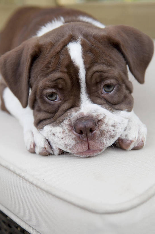 无人,竖图,俯视,室内,特写,白天,旅游,度假,美景,宠物,狗,纺织品,阴影,朦胧,模糊,装饰,光线,毛毯,毯子,影子,景观,注视,娱乐,纺织,一只,阳光,自然,动物,垫子,观察,看,趴着,享受,休闲,温暖,景色,放松,可爱,凝视,观看,悲伤,华丽,修饰,点缀,察看,伤心,关注,自然风光,凝望,忠诚,可怜,衬托,美观,雅致,雅观,谛视,犬,趴,彩图,高角度拍摄,全身