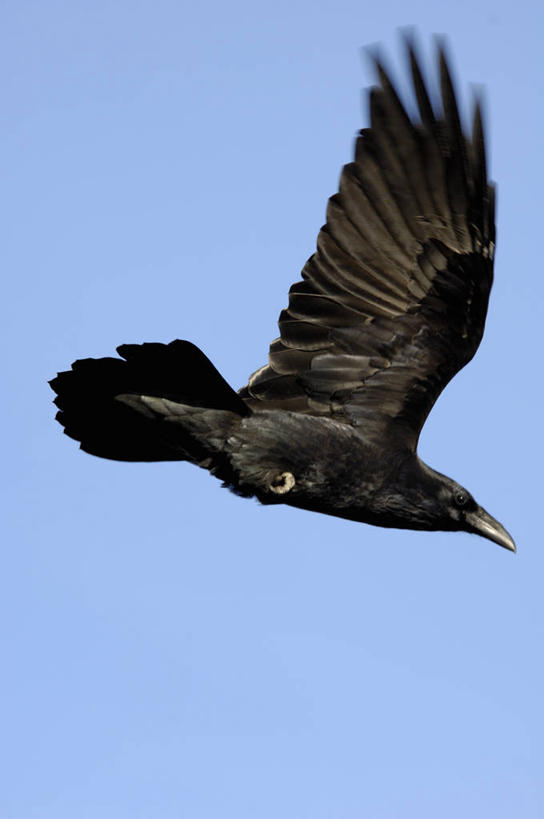 无人,竖图,室外,白天,仰视,旅游,美景,鸟,野生动物,飞翔,伸展,张开,展翅,阴影,飞行,光线,翅膀,鸟类,影子,景观,翱翔,注视,飞,一只,蓝色,蓝天,天空,阳光,自然,动物,天,观察,看,景色,晴朗,观看,厌恶,乌鸦,死亡,吉祥,察看,渡鸦,关注,自然风光,张开翅膀,万里无云,不祥,楚乌,老鸹,厄运,渡鸟,胖头鸟,讨厌,展开翅膀,恐惧,晴空,晴空万里,彩图,低角度拍摄,全身,游览