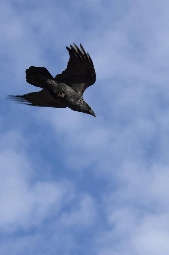 无人,竖图,室外,白天,仰视,旅游,美景,鸟,野生动物,飞翔,伸展,张开,展翅,阴影,飞行,光线,翅膀,鸟类,影子,景观,云,云朵,翱翔,云彩,注视,飞,一只,蓝色,白云,蓝天,天空,阳光,自然,动物,天,观察,看,景色,晴朗,观看,厌恶,乌鸦,死亡,吉祥,察看,渡鸦,关注,自然风光,张开翅膀,不祥,楚乌,老鸹,厄运,渡鸟,胖头鸟,讨厌,展开翅膀,恐惧,晴空,彩图,低角度拍摄,全身,游览