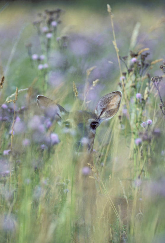 无人,站,竖图,室外,白天,正面,旅游,度假,美景,哺乳动物,鹿,野生动物,美国,阴影,朦胧,模糊,盛开,光线,影子,景观,首都,花蕾,注视,娱乐,花,花瓣,花朵,鲜花,一只,阳光,自然,动物,花苞,花蕊,观察,看,站着,享受,休闲,景色,放松,可爱,活泼,观看,察看,北美,北美洲,关注,自然风光,美洲,华盛顿特区,首府,华盛顿哥伦比亚特区,华府,北亚美利加洲,亚美利加洲,哥伦比亚特区,站立,彩图,全身