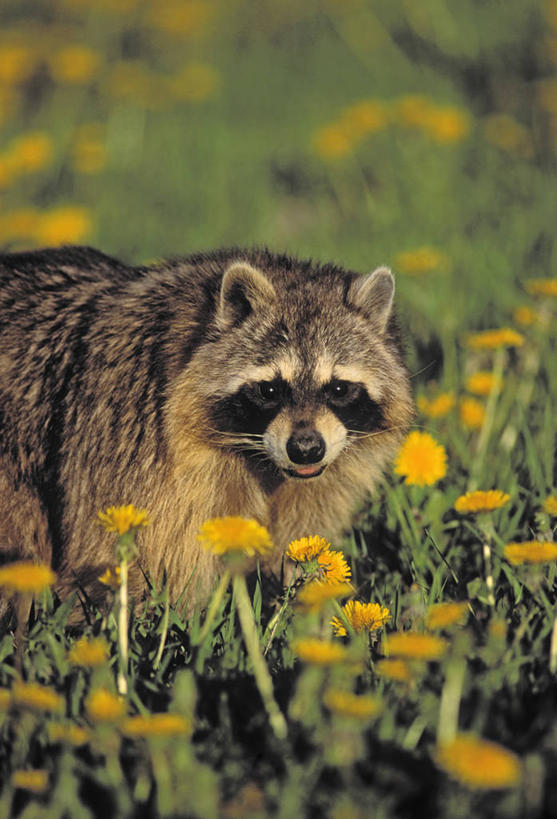 无人,站,竖图,室外,白天,正面,旅游,度假,美景,哺乳动物,野生动物,加拿大,许多,阴影,朦胧,模糊,盛开,透明,光线,影子,景观,很多,辉煌,凌乱,花蕾,注视,娱乐,花,花瓣,花朵,鲜花,一只,黄色,阳光,自然,动物,花苞,花蕊,观察,回头,看,站着,转头,享受,休闲,健康,景色,放松,可爱,活泼,观看,希望,暖色,察看,混乱,北美,北美洲,关注,自然风光,美洲,浣熊,光辉,北亚美利加洲,亚美利加洲,光明,功名,轻快,纷乱,缭乱,庞杂,长鼻浣熊,站立,彩图