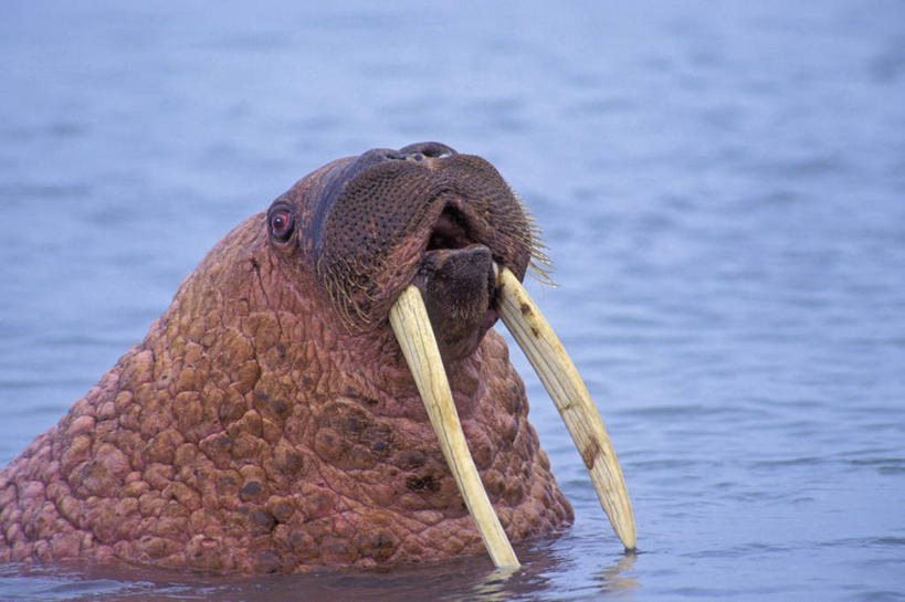 牙齿,无人,横图,室外,白天,侧面,旅游,度假,海浪,海洋,美景,哺乳动物,野生动物,一头,海象,景观,浪花,水中,注视,娱乐,自然,海水,动物,观察,看,享受,休闲,景色,放松,观看,察看,锋利,尖锐,关注,自然风光,尖利,海景,犀利,齿,牙,牙龈,大海,风浪,海,海水的波动,近岸浪,涌浪,半身,彩图