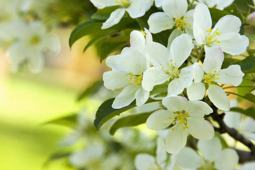 无人,横图,室外,特写,白天,正面,旅游,度假,草地,草坪,美景,植物,海棠花,叶子,阴影,盛开,光线,影子,景观,海棠,绿叶,花蕾,娱乐,草,花,花瓣,花朵,鲜花,绿色,白色,阳光,自然,花苞,花蕊,享受,休闲,嫩叶,景色,放松,自信,呵护,秋海棠,自然风光,八月春,解语花,相思草,岩丸子,叶,叶片,彩图