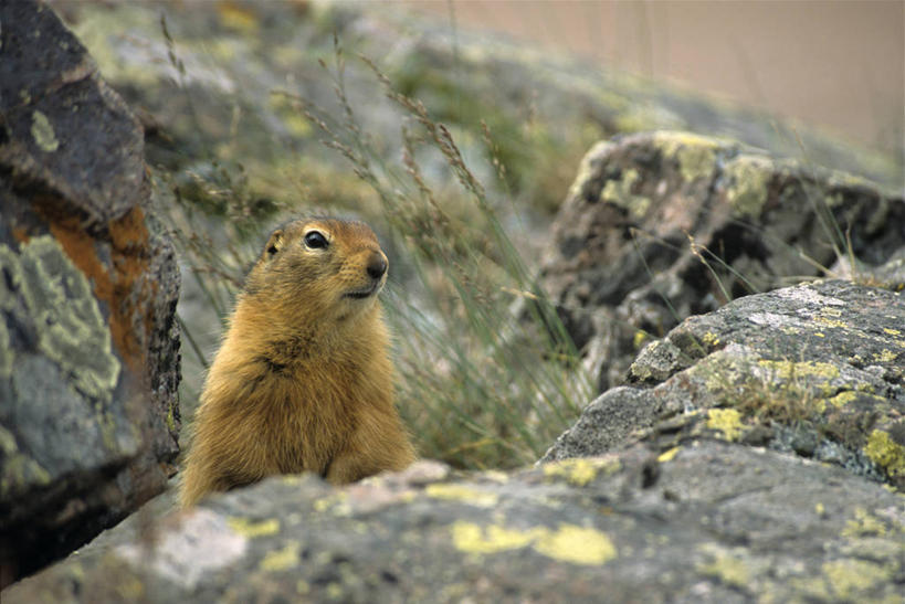 无人,坐,横图,俯视,室外,白天,石头,野生动物,一堆,阴影,堆叠,堆积,朦胧,模糊,光线,细菌,石子,影子,泥土,土壤,注视,一只,阳光,动物,观察,看,观看,堆,察看,关注,病菌,传染,地鼠,石块,岩石,坐着,彩图,高角度拍摄,全身