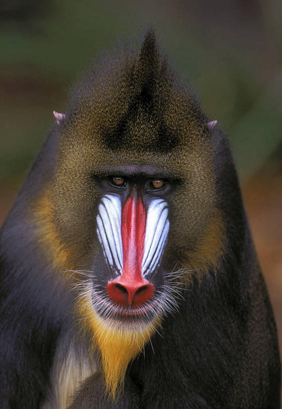 脸,头,脸颊,无人,坐,竖图,室外,白天,正面,哺乳动物,猴,野生动物,花纹,朦胧,模糊,装饰,注视,一只,动物,观察,看,观看,华丽,修饰,点缀,察看,关注,凶猛,山魈,衬托,美观,雅致,雅观,残暴,凶残,头部,脸部,脸蛋,面部,坐着,半身,彩图