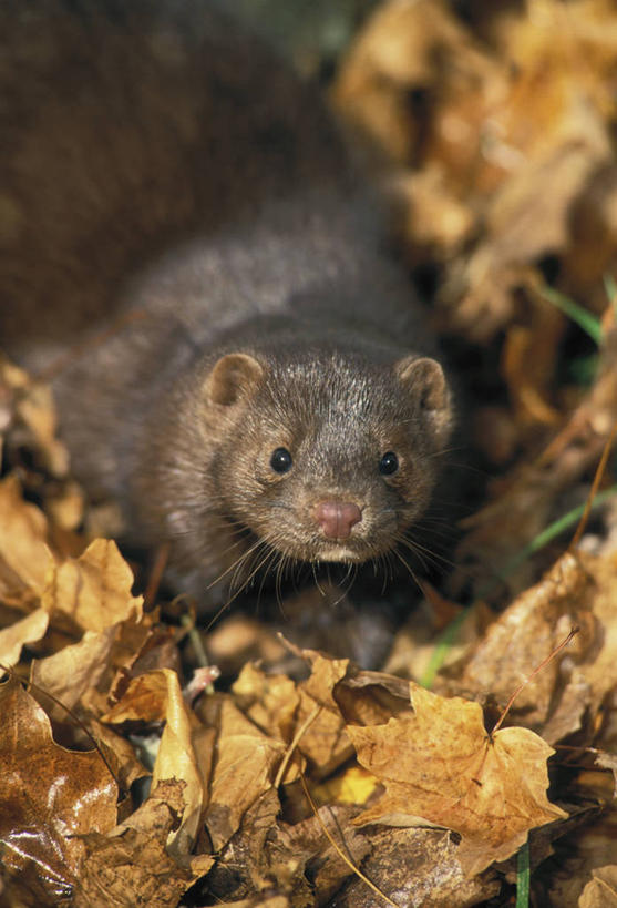 无人,竖图,俯视,室外,白天,野生动物,叶子,一堆,阴影,堆叠,堆积,朦胧,模糊,光线,影子,枯叶,落叶,注视,一只,阳光,动物,松鼠,观察,看,趴着,可爱,活泼,观看,堆,察看,关注,花栗鼠,叶,叶片,趴,半身,彩图,高角度拍摄