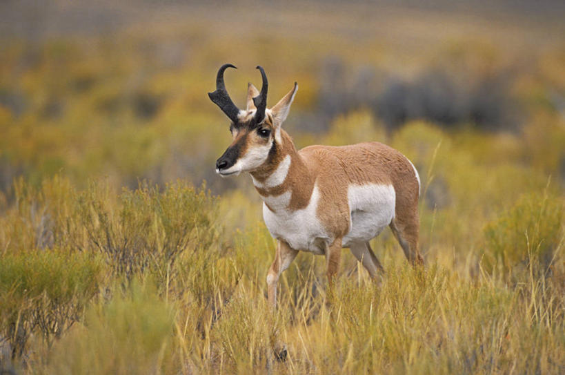 无人,站,横图,室外,白天,侧面,旅游,度假,草地,草原,美景,植物,野生动物,羊,叶子,美国,一头,阴影,朦胧,模糊,光线,羚羊,影子,景观,旷野,绿叶,注视,娱乐,草,绿色,阳光,自然,动物,观察,看,站着,享受,休闲,嫩叶,景色,放松,可爱,活泼,观看,察看,北美,北美洲,关注,自然风光,原野,美洲,北亚美利加洲,亚美利加洲,稀有,难得,罕见,叶,叶片,站立,彩图,全身