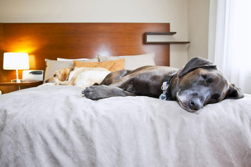 无人,横图,室内,白天,正面,懒惰,窗帘,床,台灯,宠物,狗,加拿大,一条,阴影,装饰,光线,影子,床单,金毛犬,被子,一个,黑色,阳光,帘子,动物,垫子,趴着,遮阳,可爱,单人床,金毛,华丽,修饰,皮毛,点缀,金毛猎犬,北美,被单,北美洲,寻回犬,美洲,金毛寻回犬,忠诚,北亚美利加洲,亚美利加洲,衬托,美观,雅致,雅观,金毛狗,金毛寻回狗,寻回狗,懈怠,怠惰,懒散,犬,趴,彩图,全身