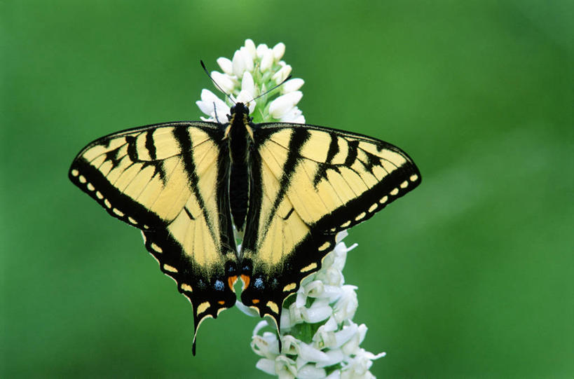 无人,横图,俯视,室外,特写,白天,旅游,度假,美景,蝴蝶,叶子,加拿大,许多,阴影,朦胧,模糊,盛开,鲜艳,光线,昆虫,影子,景观,绿叶,美丽,花蕾,漂亮,娱乐,花,花瓣,花朵,鲜花,一只,黄色,白色,黑色,阳光,自然,动物,花苞,花蕊,享受,休闲,嫩叶,景色,放松,凤蝶,停止,北美,优美,北美洲,自然风光,美洲,摩登,艳丽,益虫,北亚美利加洲,亚美利加洲,凤子蝶,橘狗,斑斓,标致,瑰丽,娇艳,锦绣,娟秀,俊丽,奇丽,俏丽,时兴,秀丽,叶,叶片,彩图,高角度拍摄,全身