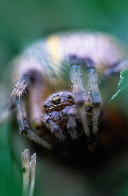 无人,竖图,室外,特写,白天,正面,旅游,度假,美景,叶子,阴影,朦胧,模糊,光线,昆虫,蜘蛛,影子,景观,绿叶,娱乐,一只,阳光,自然,动物,享受,休闲,嫩叶,景色,放松,八脚螅,自然风光,节肢动物,益虫,波丝,幽灵蛛,叶,叶片,半身,彩图