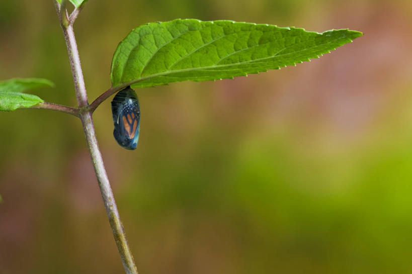 无人,摸,横图,室外,特写,白天,侧面,旅游,度假,草地,草坪,美景,植物,蝴蝶,叶子,加拿大,阴影,朦胧,模糊,光线,昆虫,影子,景观,茎,绿叶,注视,娱乐,草,一只,绿色,阳光,自然,动物,观察,看,享受,休闲,嫩叶,景色,放松,观看,黑脉金斑蝶,察看,北美,北美洲,关注,自然风光,美洲,益虫,新斯科舍,帝王蝶,北亚美利加洲,亚美利加洲,大桦斑蝶,黑脉桦斑蝶,新斯科舍省,叶,叶片,触摸,接触,彩图,全身
