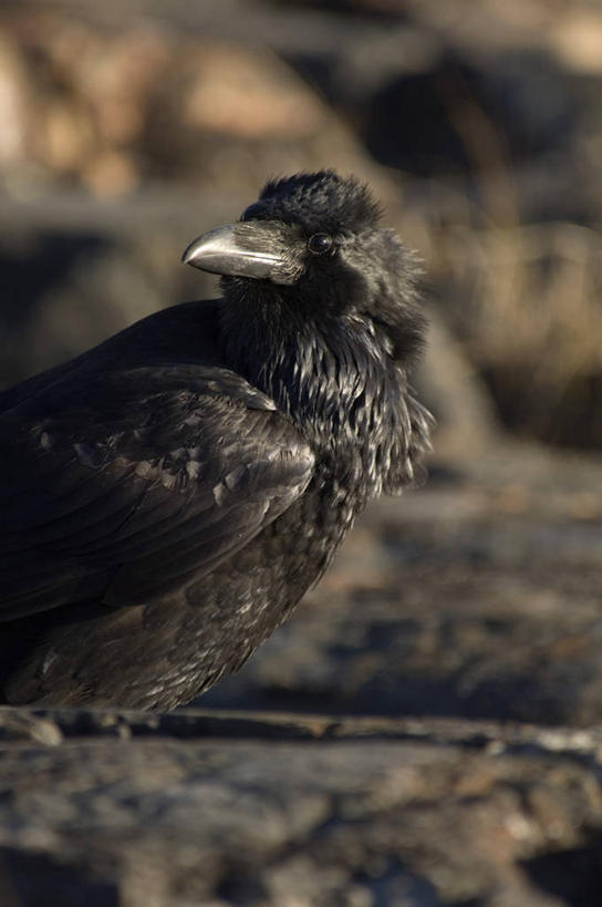 无人,站,竖图,室外,特写,白天,正面,旅游,度假,石头,美景,鸟,野生动物,阴影,朦胧,模糊,光线,鸟类,石子,影子,景观,扭头,注视,娱乐,一只,阳光,自然,动物,观察,看,站着,转头,享受,休闲,景色,放松,观看,乌鸦,死亡,吉祥,察看,渡鸦,关注,自然风光,不祥,楚乌,老鸹,厄运,渡鸟,胖头鸟,恐惧,石块,岩石,站立,半身,彩图