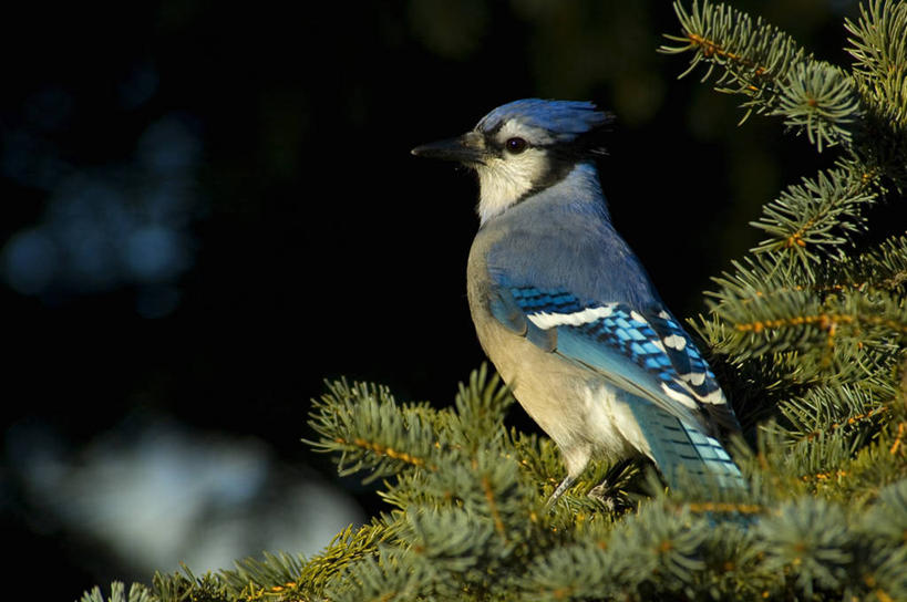 无人,站,横图,室外,特写,白天,侧面,美景,植物,鸟,羽毛,阴影,轻盈,柔软,平静,光线,鸟类,影子,景观,注视,树,树木,一只,绿色,阳光,自然,观察,看,站着,景色,安静,栖息,生长,成长,观看,宁静,察看,关注,静谧,自然风光,松鸦,轻柔,沉静,恬静,安祥,僻静,清静,太平,北美蓝鸟,冠蓝鸦,蓝樫鸟,蓝松鸦,栖身,橿鸟,蓝鸦,站立,彩图,全身