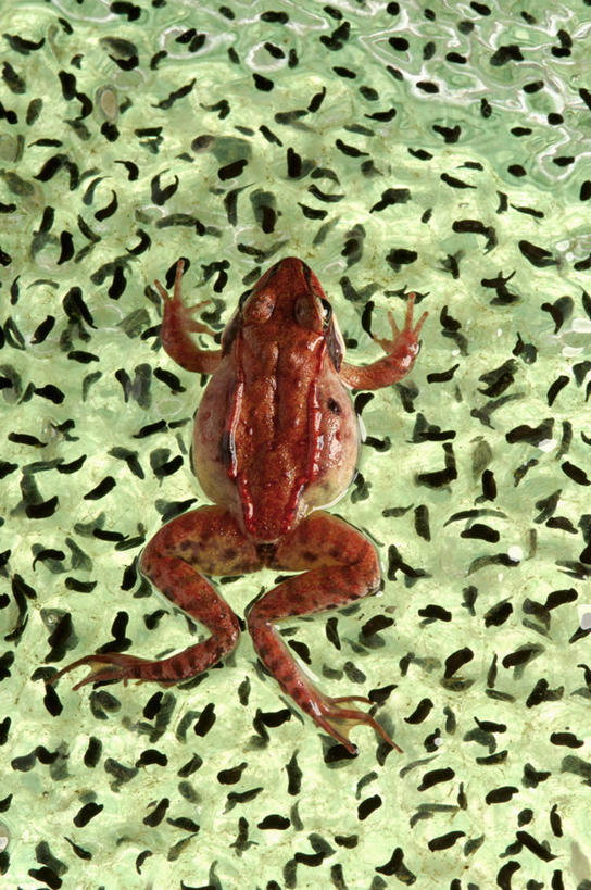 游泳,无人,竖图,俯视,室外,特写,白天,河流,美景,水,青蛙,野生动物,加拿大,阴影,波纹,平静,光线,影子,河水,景观,水流,一只,水纹,阳光,自然,动物,波浪,景色,安静,可爱,活泼,幼崽,宁静,北美,北美洲,静谧,自然风光,美洲,蝌蚪,北亚美利加洲,亚美利加洲,沉静,泅水,恬静,安祥,僻静,清静,太平,幼体,拍浮,彩图,高角度拍摄,全身