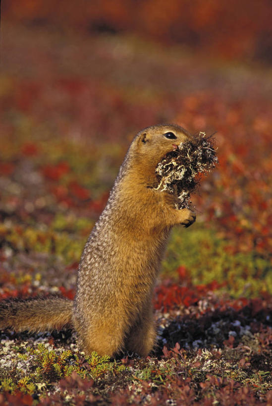 无人,站,吃,竖图,室外,白天,侧面,草地,草坪,美景,植物,野生动物,加拿大,握,阴影,平静,光线,影子,景观,拿,拿着,注视,草,一只,绿色,黑色,阳光,自然,动物,松鼠,观察,看,站着,景色,安静,可爱,毛茸茸,握着,活泼,观看,宁静,察看,北美,北美洲,关注,静谧,自然风光,美洲,地松鼠,北亚美利加洲,亚美利加洲,沉静,恬静,安祥,僻静,清静,太平,嚼,食,站立,彩图,全身