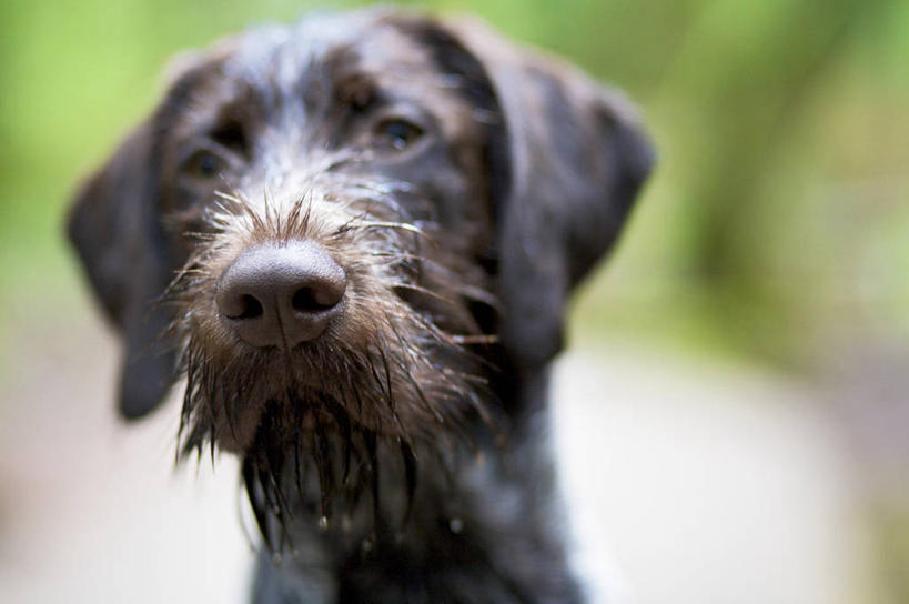 脸,头,脸颊,无人,站,横图,室外,特写,白天,正面,旅游,度假,草地,草坪,石头,美景,森林,树林,植物,宠物,狗,加拿大,阴影,朦胧,模糊,光线,石子,影子,景观,猎犬,注视,娱乐,草,树,树木,一只,绿色,阳光,自然,动物,观察,看,站着,享受,休闲,景色,放松,可爱,生长,成长,观看,察看,北美,北美洲,关注,自然风光,美洲,忠诚,北亚美利加洲,亚美利加洲,波音达犬,德国波音达犬,德国短毛波音达犬,德国短毛指示猎犬,德国短毛指示犬,头部,脸部,脸蛋,面部,石块,岩石,犬,站立,半身,彩图