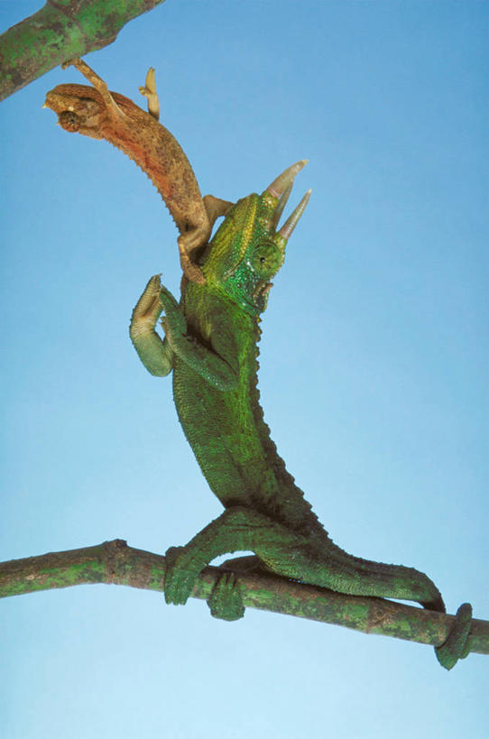 无人,站,竖图,室外,白天,仰视,旅游,度假,美景,植物,变色龙,野生动物,阴影,光线,影子,景观,枝条,注视,娱乐,树,树木,树枝,一只,蓝色,蓝天,天空,阳光,自然,动物,天,观察,看,站着,享受,休闲,景色,放松,晴朗,观看,察看,关注,自然风光,万里无云,避役,虬枝,枝杈,晴空,晴空万里,站立,彩图,低角度拍摄,全身